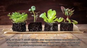 Сроки посадки тыквы на рассаду и в открытый грунт