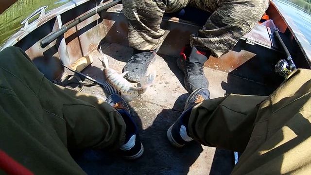 "Сомик в подсак", Троллинг на реке Дон, село Николаевка. смотреть онлайн