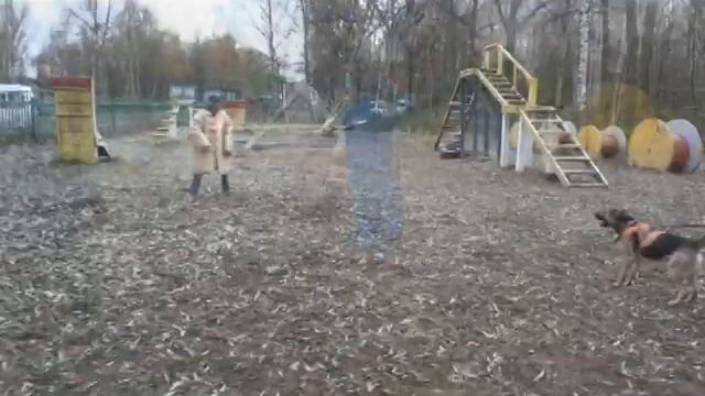 Охранная собака. Тренировка с фигурантом смотреть онлайн
