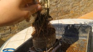 Бонсай из сериссы в стиле Неагари (Neagari). Продолжение трансформации бонсай!