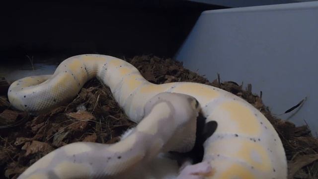 Warning live feeding JJ my banana ghost ball python showing us how its done смотреть онлайн