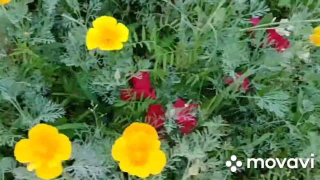 Эшшольция.Посеять и забыть! #эшшольция,