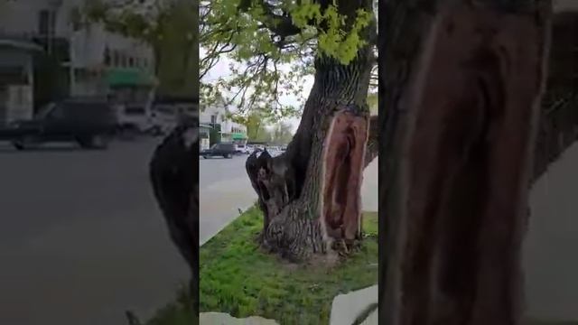 Рамонь, Дуб смотреть онлайн