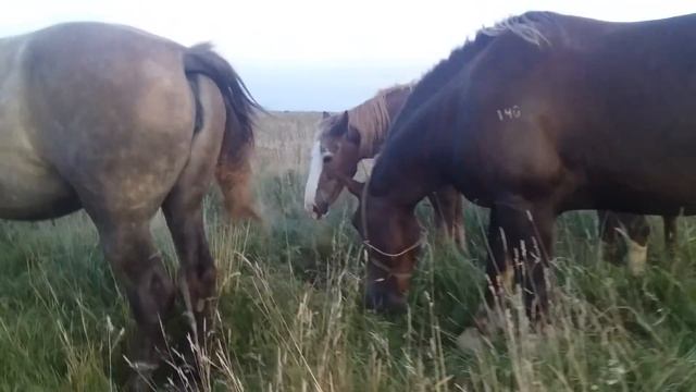 ЛОШАДИ ЖЕРЕБЕЦ выпас лошадей. 21 сентября а а луг еще хоть коси смотреть онлайн