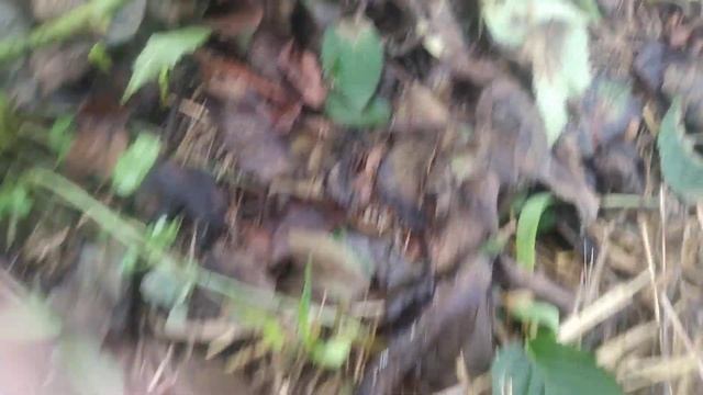 ежевика Понка,итог зимовки,25.03.2023 смотреть онлайн