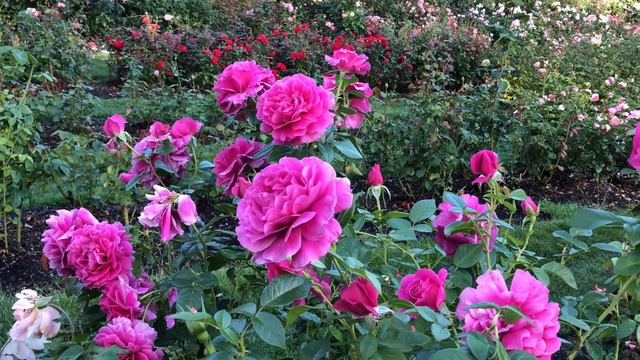 Portland Rose Garden Oregon 4K with relaxing piano music смотреть онлайн