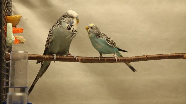 27. Драка попугаев из-за морковки. Выставочный волнистый против обычного. смотреть онлайн