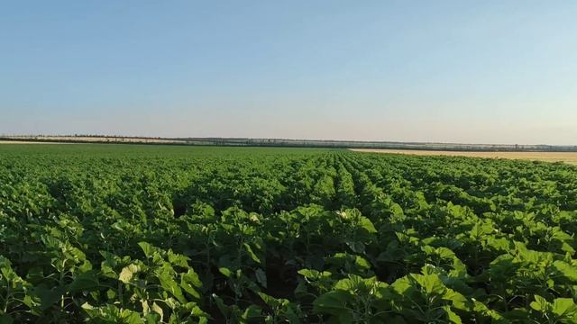 Гербицид против классики. Семка и озимый ячмень... смотреть онлайн