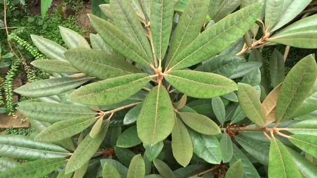 Rhododendron formosanum Hemsley (pěnišník tchajwanský) смотреть онлайн