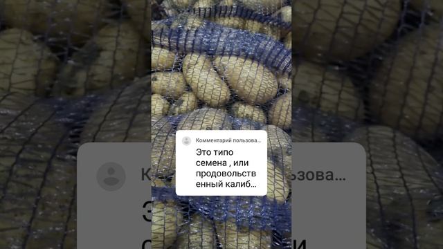 Аризона - это крупноклубневый сорт??? #kartofelural #картофельоптом #семеннойкартофель