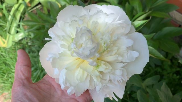 Peony DUCHESSE DE NEMOURS(Calot 1856.) channel YouTube :ПІВОНІЇ - ВСЕ ПРО НИХ смотреть онлайн