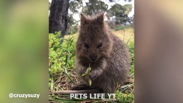 Meet Quokka ? - World HAPPIEST Animal ❤️ - Funny Animal Video -Pets Life YT смотреть онлайн
