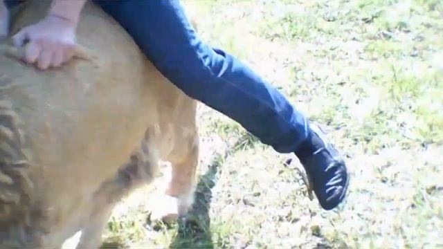 В вольере со львами смотреть онлайн