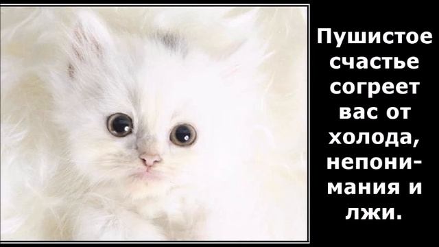 Веселые картинки. Кошки смешные моменты. Приколы с котами. смотреть онлайн
