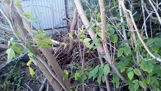Корчевание клена лебедкой МЛ-2000 на двигателе от б.п. Урал 2т электрон смотреть онлайн