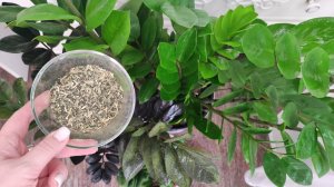 СРОЧНО ВНЕСИ в ЗАМИОКУЛЬКАС это КОПЕЕЧНОЕ СРЕДСТВО и Даже Слабый Куст Оживет и Выпустит Новые Листья