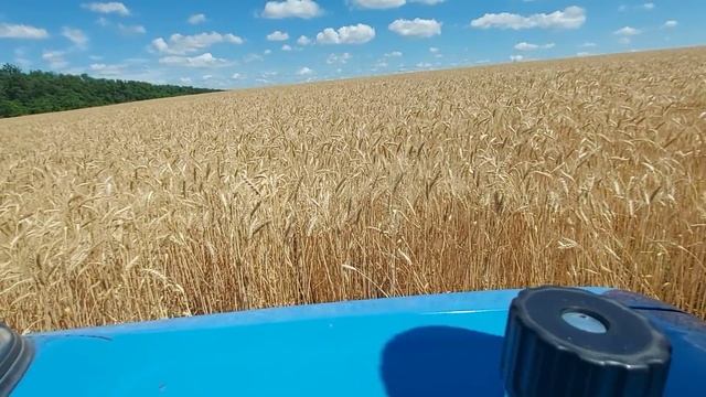 Чем я измеряю влажность зерновых? Прошёл ливень!