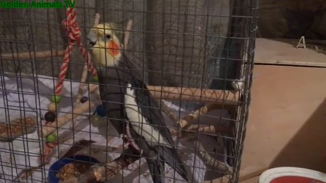 Смешная Корелла Хочет Спать/Funny Corella Wants To Sleep смотреть онлайн