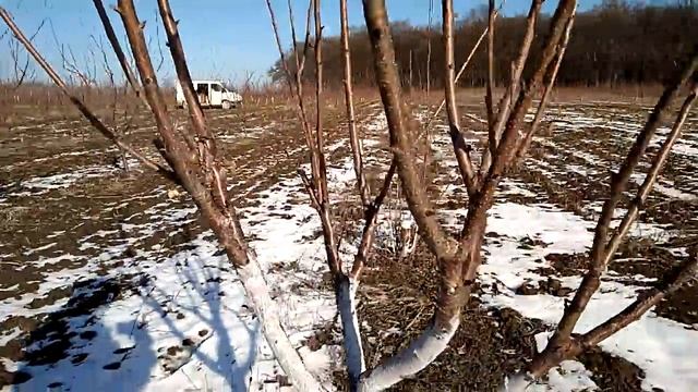 Побелка деревьев смотреть онлайн
