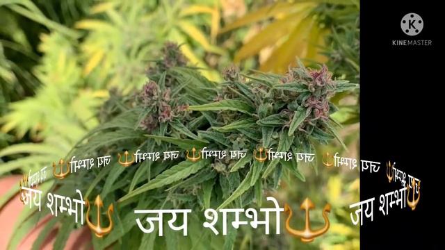 ##meditation music смотреть онлайн