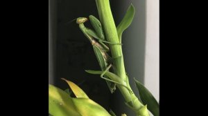 Богомол - как домашнее животное