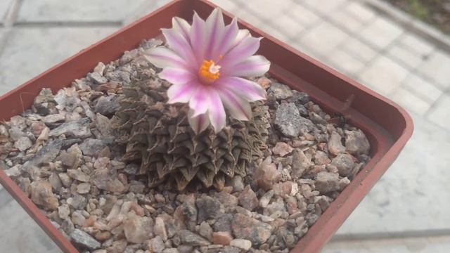 Ariocarpus kotscubeayanus ssp. albiforus (ариокарпус Кочубея). Цветение. смотреть онлайн