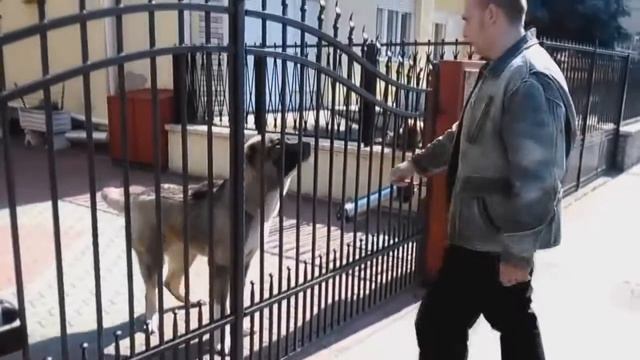 Alabai vs Bully Kutta - Who would win in a Fight? [Mr Fenley] смотреть онлайн