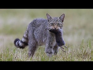 Усатые - полосатые В ДЕЛЕ 2! Котики и кошечки против ВСЕХ!