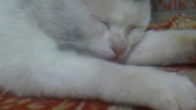 Кот показывает язык))) смотреть онлайн