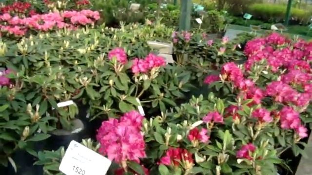 Наша коллекция рододендронов. смотреть онлайн