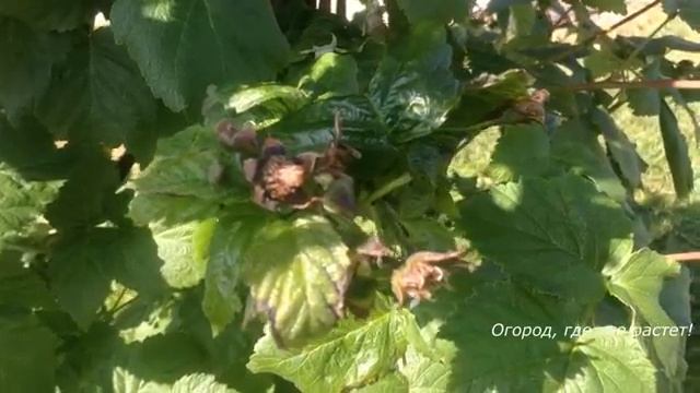 Тля на молодых побегах.mp4 смотреть онлайн