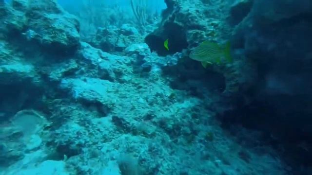Scubadiving in Belize смотреть онлайн