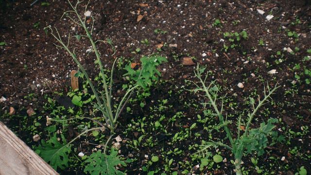 Fog, Fog And More Fog | A Week Of Chores Off-Grid смотреть онлайн