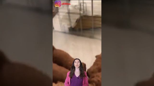 В семье Светланы Бондарчук мимишное прибавление из семи щенков породы лабрадудля #Shorts смотреть онлайн
