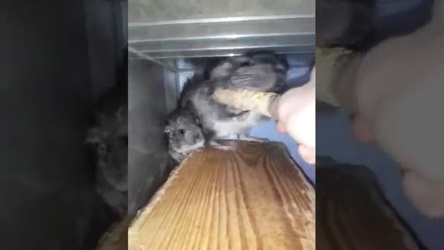 Шиншилла защищает детёныша! НЯШЕЧКИ!!! смотреть онлайн