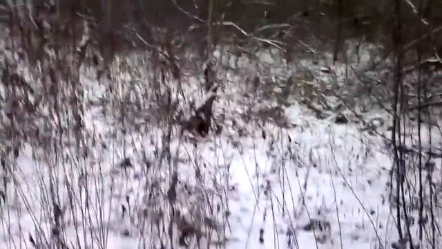 Забава за зайцем смотреть онлайн