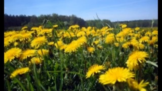Владислава Якимюк - Я к табе Беларусь.wmv смотреть онлайн
