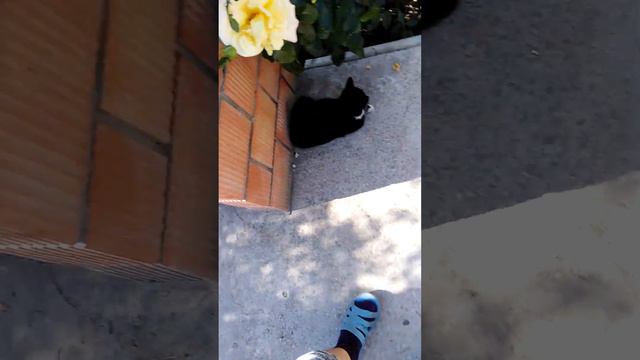 Барсик и Мурзик, играли солнечных зайчиков. Мы любим животных 😘😘😘 смотреть онлайн