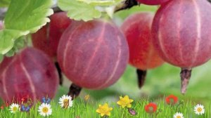 Крыжовник обыкновенный Северный капитан ? Посадка. крупномеры, саженцы крыжовника: особенности сорт