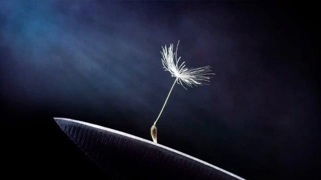 Западный Ветер -Темный Луч. смотреть онлайн