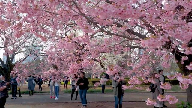 TOKYO【Cherry blossoms】“Yoko”,“Oshima-zakura”,“Shidare-zakura”of Shinjuku Gyoen National Garden. #4 смотреть онлайн