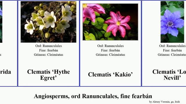 Angiosperms, ord Ranunculales, fine fearbán clematis helleborus montana vulgaris virginiana annua смотреть онлайн