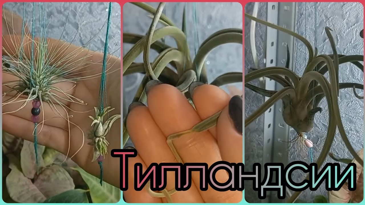 Группа ВК?Растения БЕЗ КОРНЕЙ?Атмосферные ТИЛЛАНДСИИ?Подружились мы с ними!?Уход?Полив?