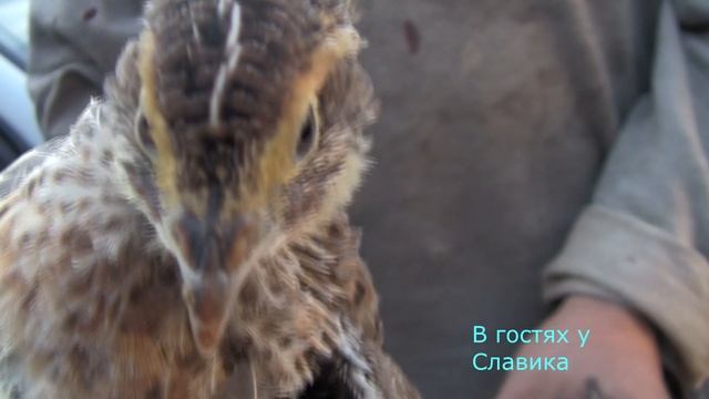 Как Определить Пол Перепелов. смотреть онлайн