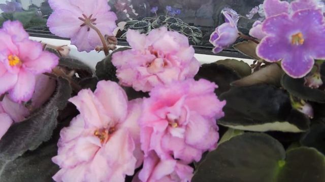 Сортовые фиалки, самые красивые сорта.