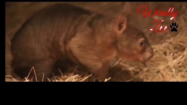 Northern Hairy Nosed Wombat very rare animals on the planet. wombats playing !!! 2017 смотреть онлайн