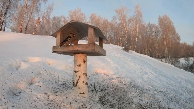 Щеглы Дубонос смотреть онлайн