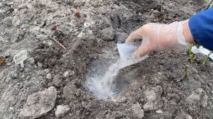 АПРЕЛЬ.ЧТО НУЖНО ЗНАТЬ ПРИ ПОСАДКЕ ЛИЛИЙ ОТ-ГИБРИД