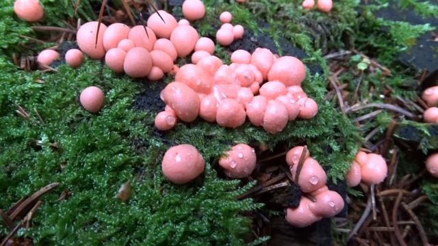 Lycogala Epidendrum (J.C. Buxb. Ex L.) Fr. 1829 čes. Vlčí Mléko červené