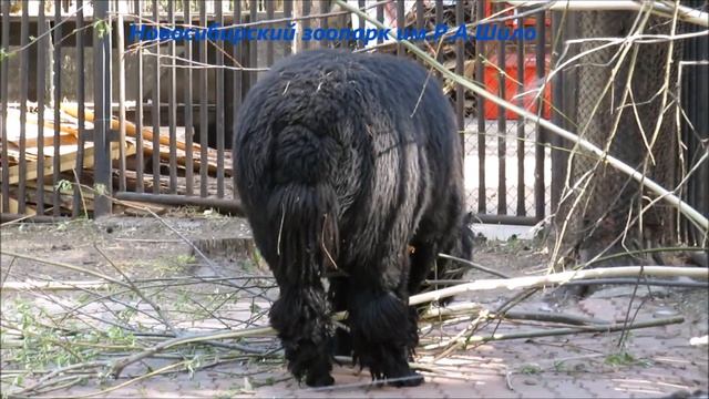 Ламы, верблюд, альпака, пони, як 14.05.2021 смотреть онлайн